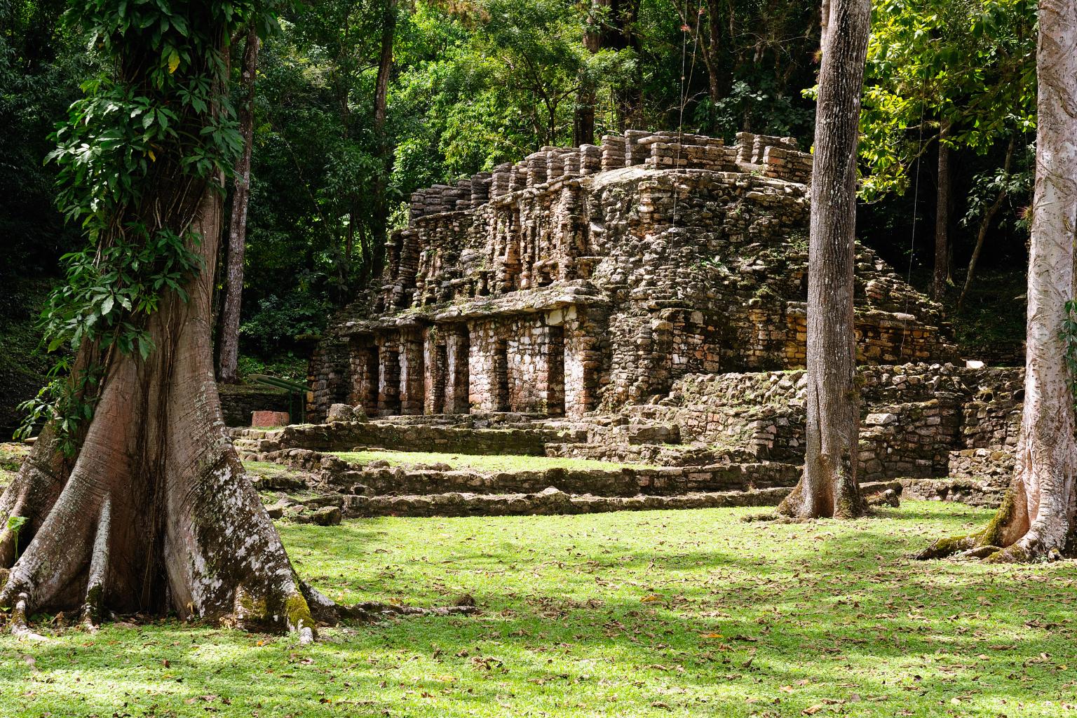 Ancient stone ruins and steps surrounded by a dense green forest